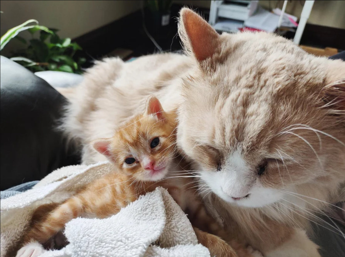 Family Cat Takes in Kitten and Remains a Parental Figure by His Side