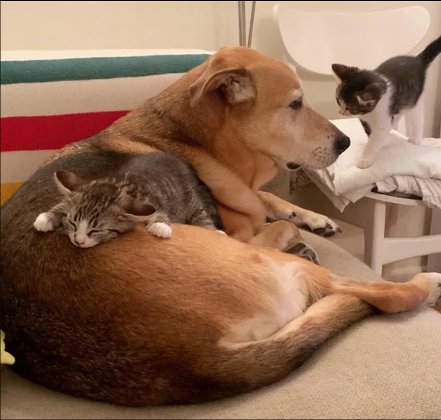 treet-born Kittens Develop an Adoration for a Sweet Dog