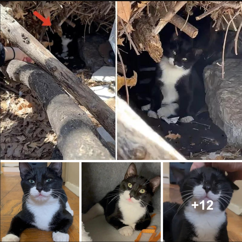 kitten that was stumbling a brush pile the most spirited cat.