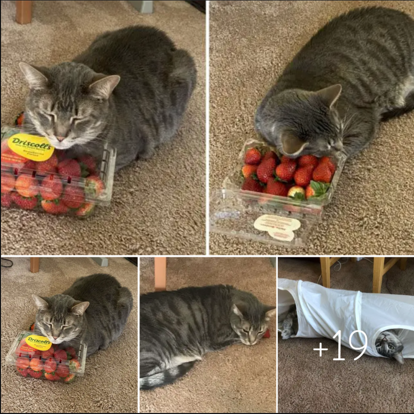 Cat’s Favorite Sleep Companion Is A Box Of Strawberries