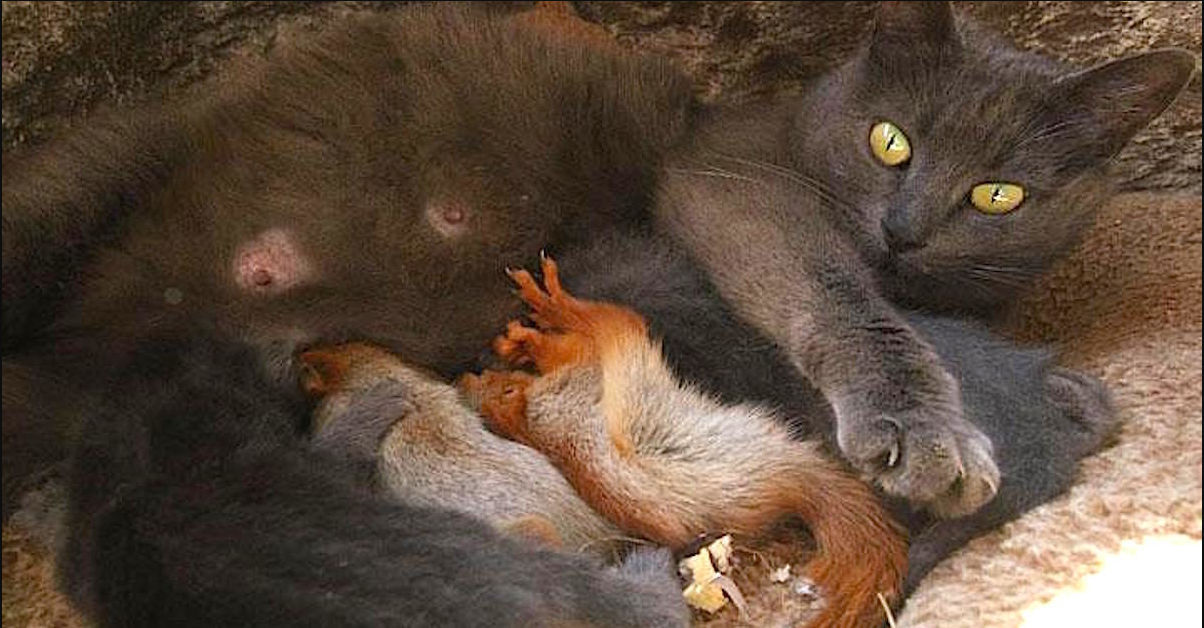 A loving Mother Cat adopted 4 Orphaned Squirrels and raised them with her Kittens! We still have a lot to learn from animals🥰🐾