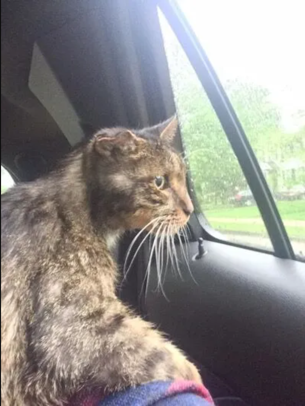 15-Year-Old Shelter Cat Discovers the People He Has Always Waited to See