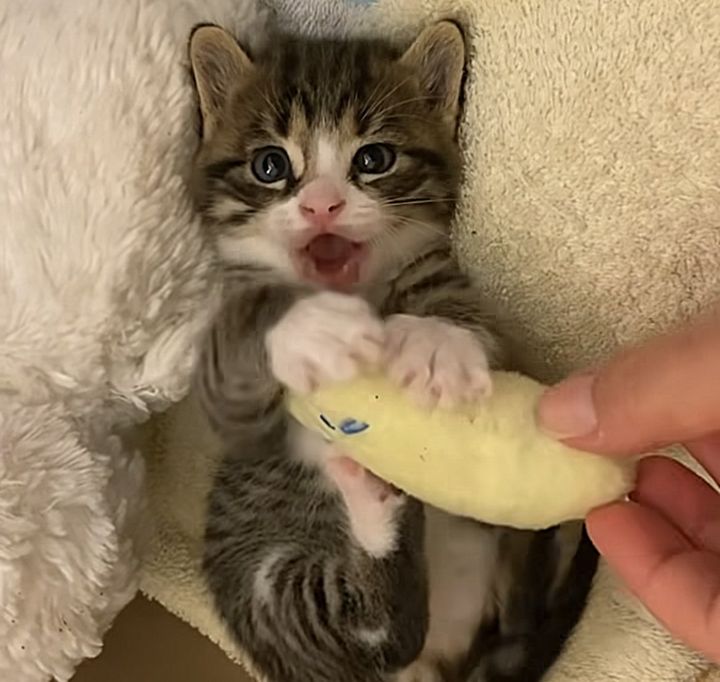 kitten bunny kicking toy