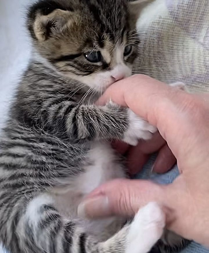 sweet kitten snuggles