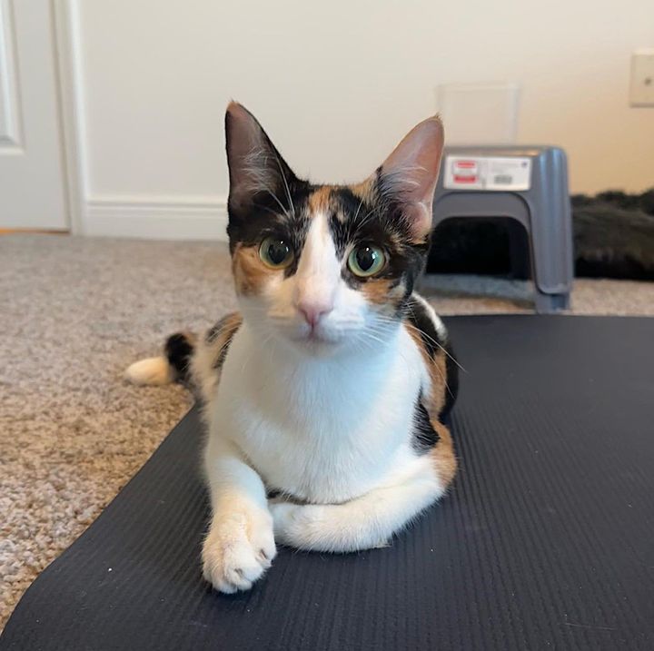 sweet calico cat