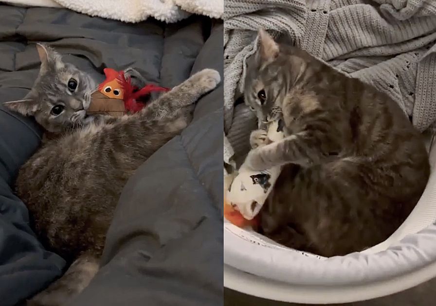 playful gray cat flip flop