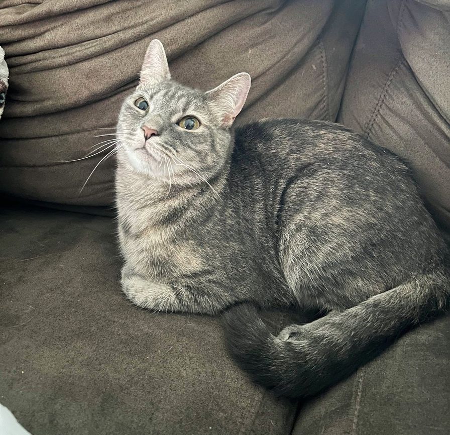 cute gray cat flip flop