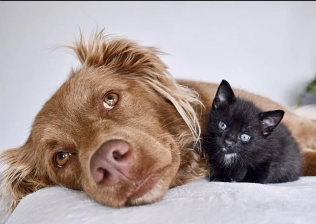 A resident dog instantly bonds with a kitten who comes from the outdoors