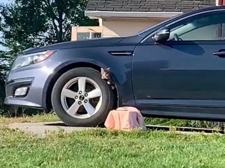 stray kitten car