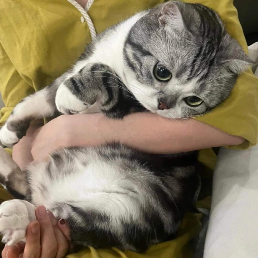 Meet Hero, the shy fat cat who always wants to be hugged