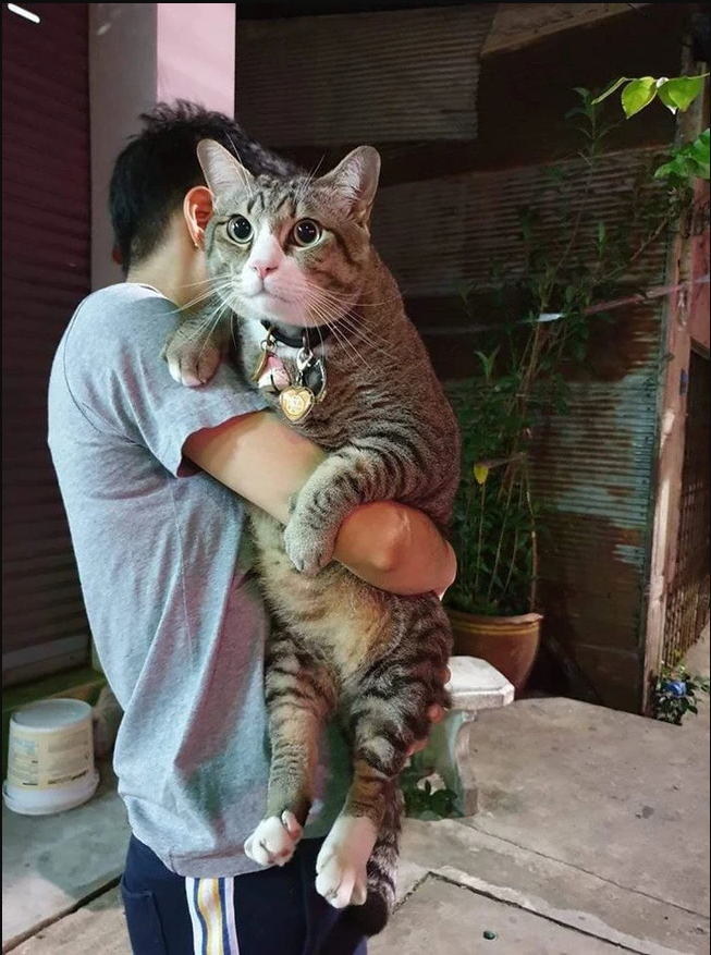 Meet Hodi, a big but shy cat, every time he goes out he wants to be held