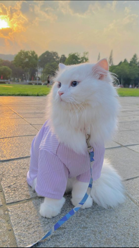 Meet Setsu-chan: The Adorable Cat Amassing Tens of Thousands of Social Media Fans