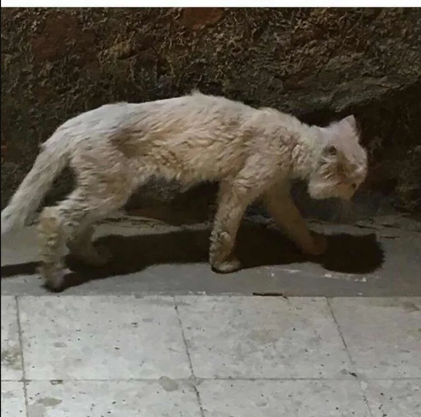 Sad And Scrawny Rescue Cat Transforms Into Persian Prince With The Cutest Tufty Ears