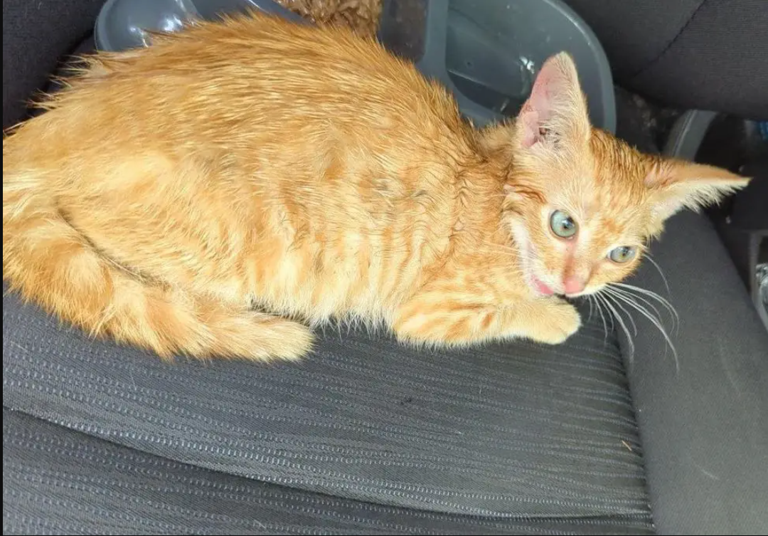 Kitten Found Under Moving Car at Grocery Store Immediately Starts to Change When He’s Brought Inside