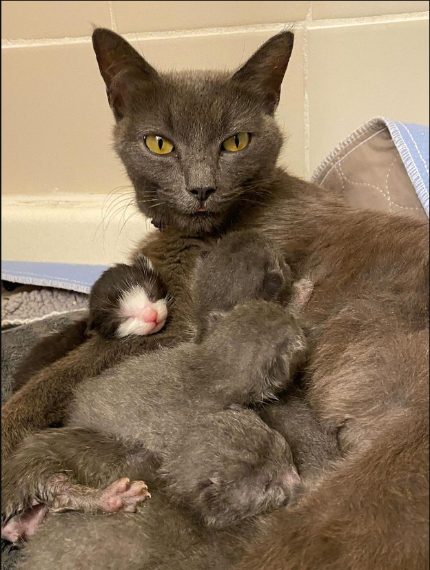 Cat is Relieved When a Dog Offers to Help Care for Her Six Kittens After They Arrive from Shelter