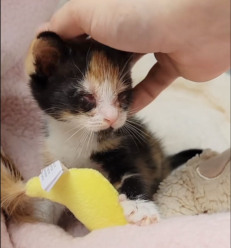 Kitten Meets Another Cat that Reminds Her of Her Late Sister, She Hangs Onto Her and Won’t Let Go