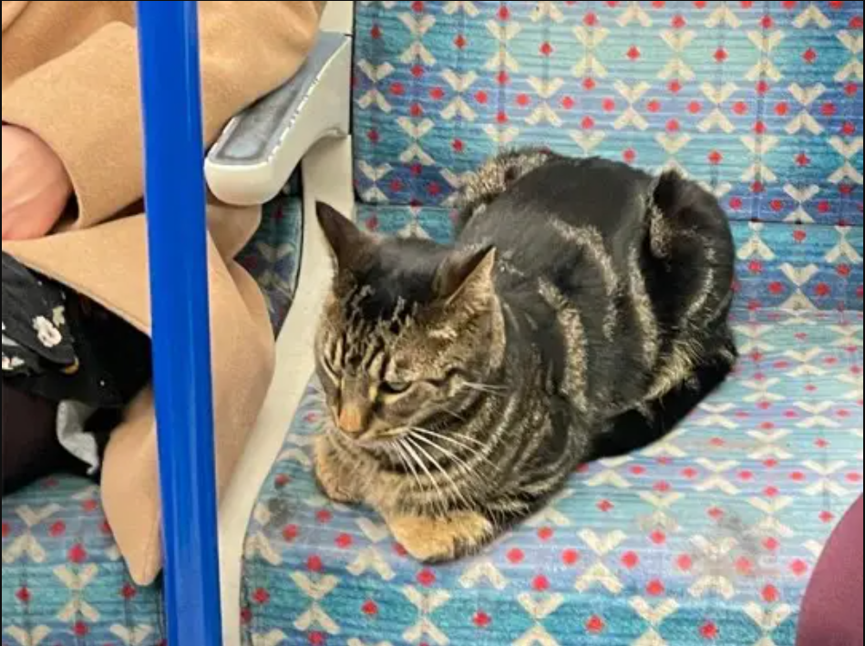 Tube-riding cat brings smiles and laughter to commuters, jumping onto seats and spreading joy.