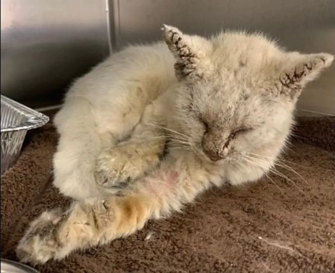 Cat Could Barely See When Found, Makes a Stunning Transformation, and Shows How Beautiful He Truly is