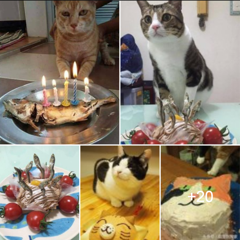 On their birthdays, cats receive special birthday cake, and the reactions are too adorable and funny to handle!