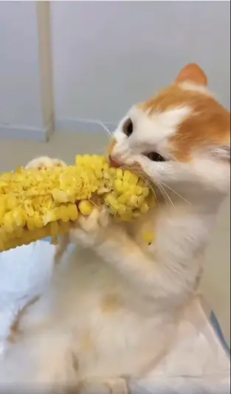 Let’s Explore Tux, A Cat With A Unique Hobby, Who Loves Corn More Than Fish.