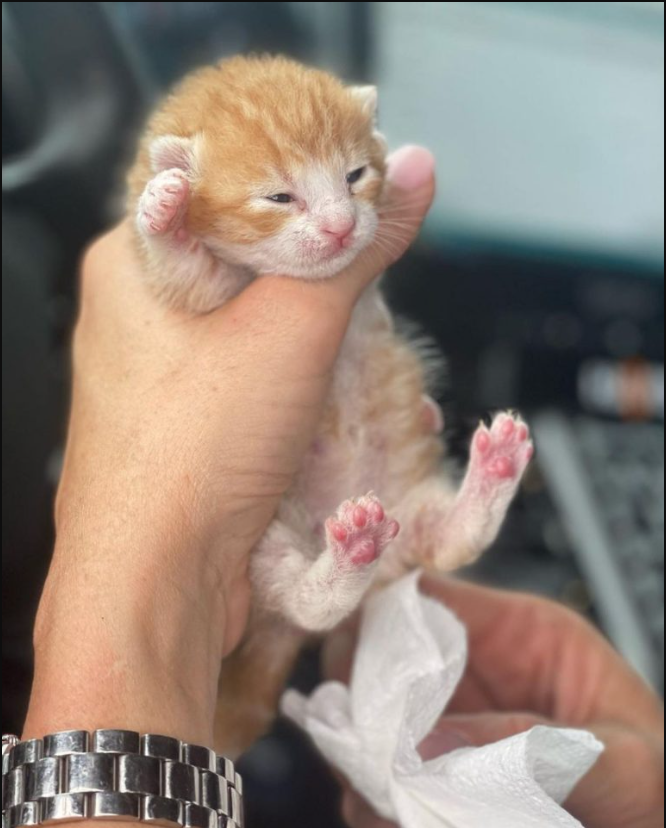 Florida Officer Rescues A Tiny Ginger Kitten With Umbilical Cord At The Very Last Minute