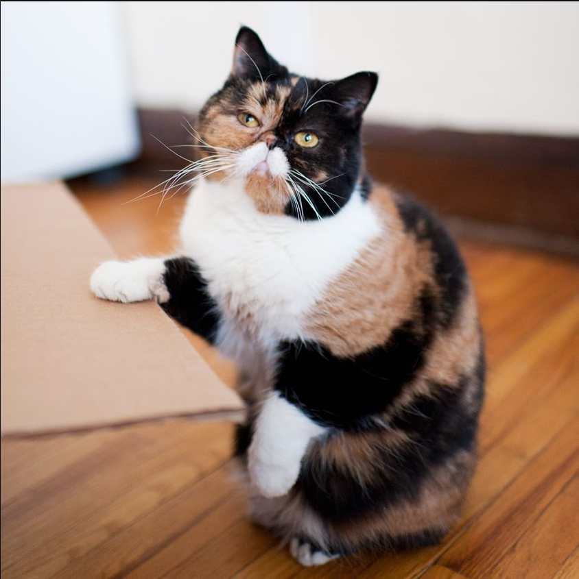 Meet the hunchbacked cat Pudge: The perfect combination of roundness and cuteness, enchanting the whole world