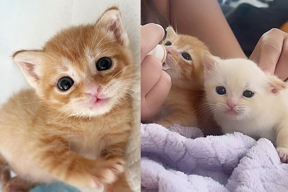 Kittens Left in a Box Behind a House, One Wouldn't Go Far Without the Other, Now Both Cats' Wishes Come True