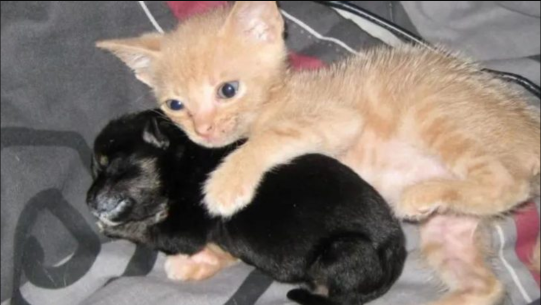 Rescue Kitten gets a Home andaopts an Orp.haned Puppy…! How sweet they could teach us a thing or two!!!