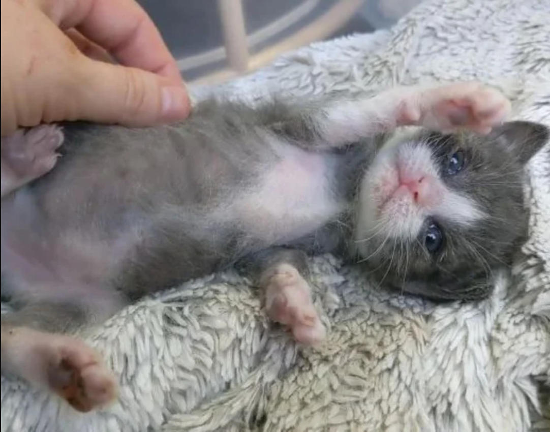 He May Be Small, But His Will to Live is Huge: Meet the Inspiring Kitten Who Refused to Give Up