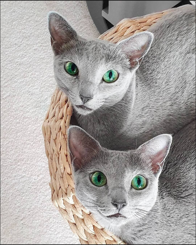 A Spellbinding Tale with Two Russian Blue Cats and Their Mesmerizing Gaze