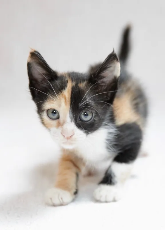 The tiny kitten discovered outside abandoned, shows incredible resilience, now has a feline companion to witness her growth.