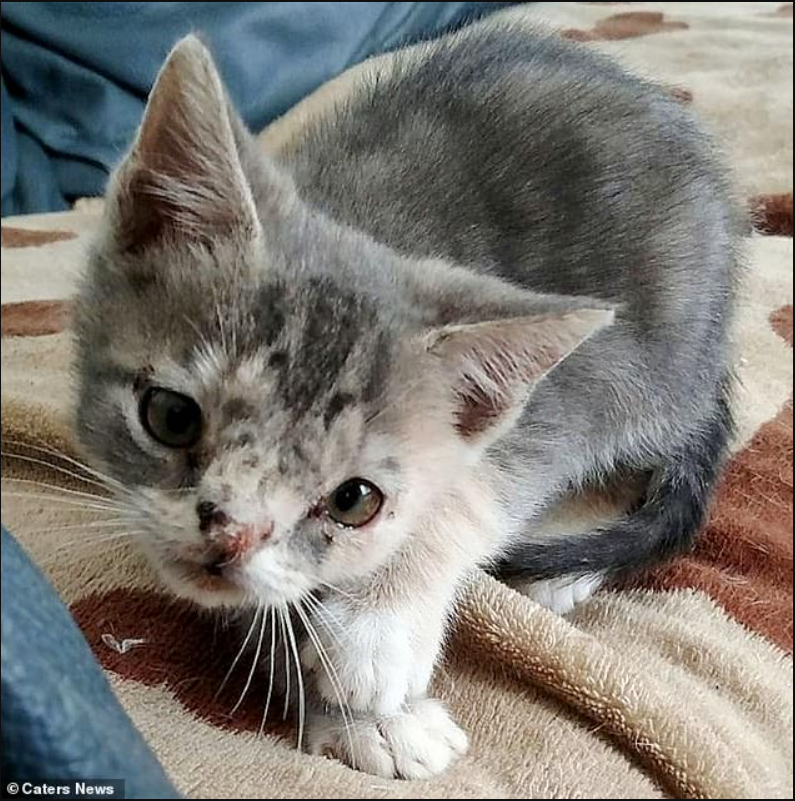 Redefining Beauty: Rescued Kitten with Facial Condition Becomes Social Media Sensation