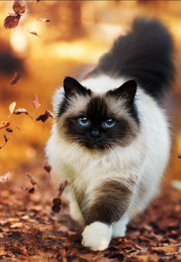 Discover 10 Gorgeous Cat Breeds That’ll Steal Your Heart