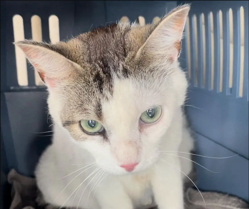 Cat Living Under Porch Hands Over Kittens to Those She Trusts, Ready to Be Spoiled House Cat