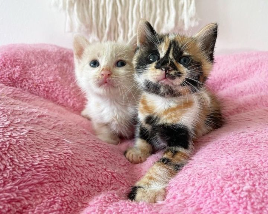 The Tiny Kitten with Beautiful Markings Found Wandering Outside – From Abandoned Kitten to the Most Pampered Princess.