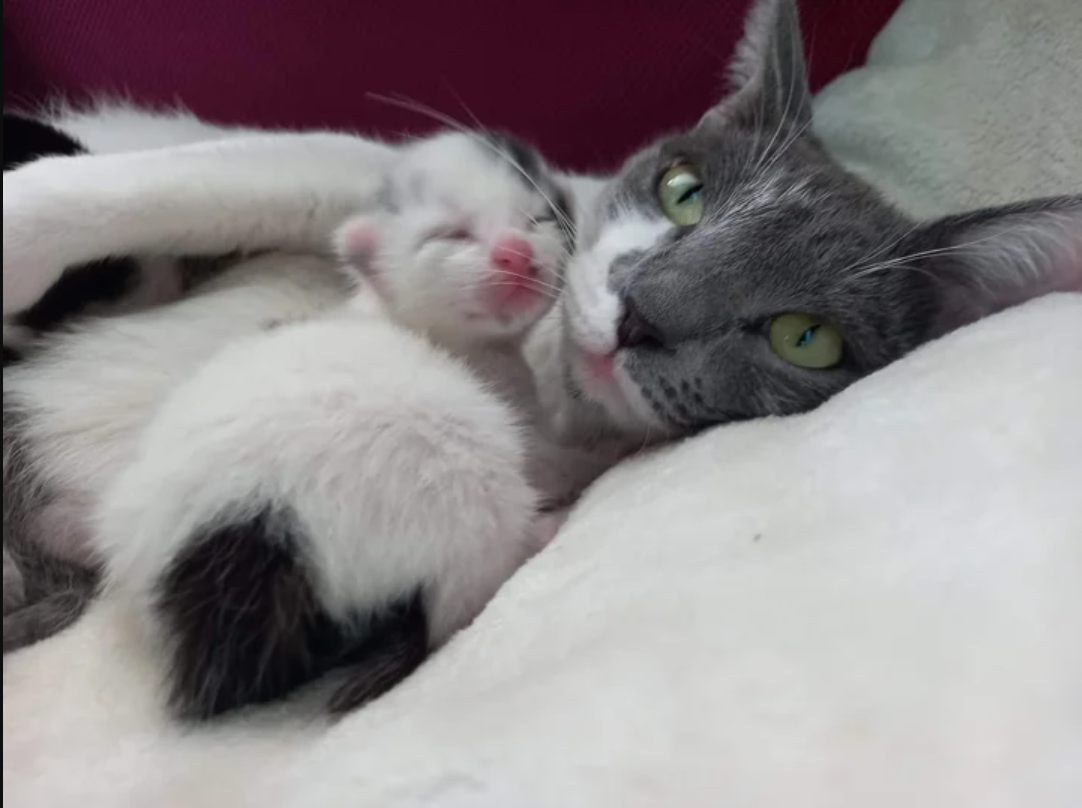 From Needing Help to Hero Mom: Cat Thrives in Rescue with Her Six Kittens