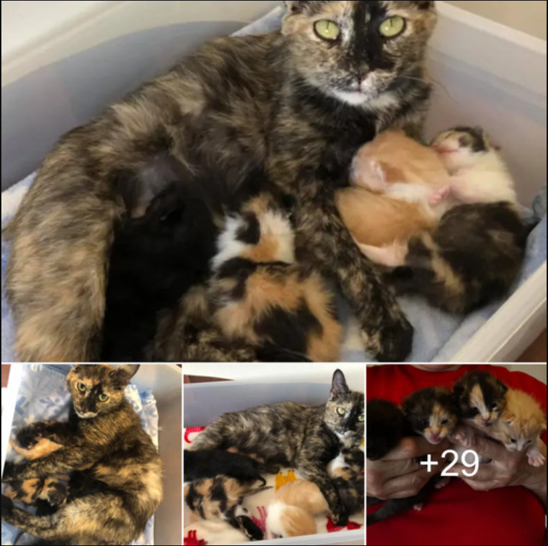 A Cat’s Heartwarming Tale: Shielding Her Newborn Kittens Until Rescue, Now Living Happily Ever After in a Loving Home – Newspaper World