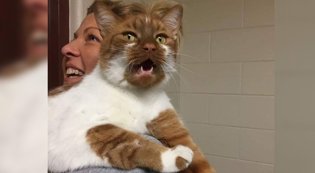 Shelter Cat Was Looking For Home, Ended Up Helping 10 Other Cats Get Adopted