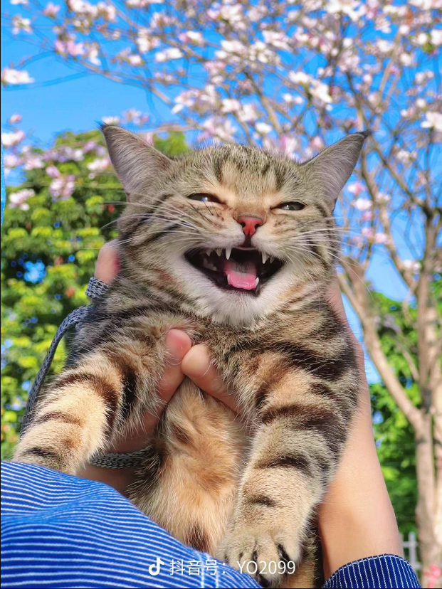 Happy face of the cat when being taken for the first time by its owner to play.