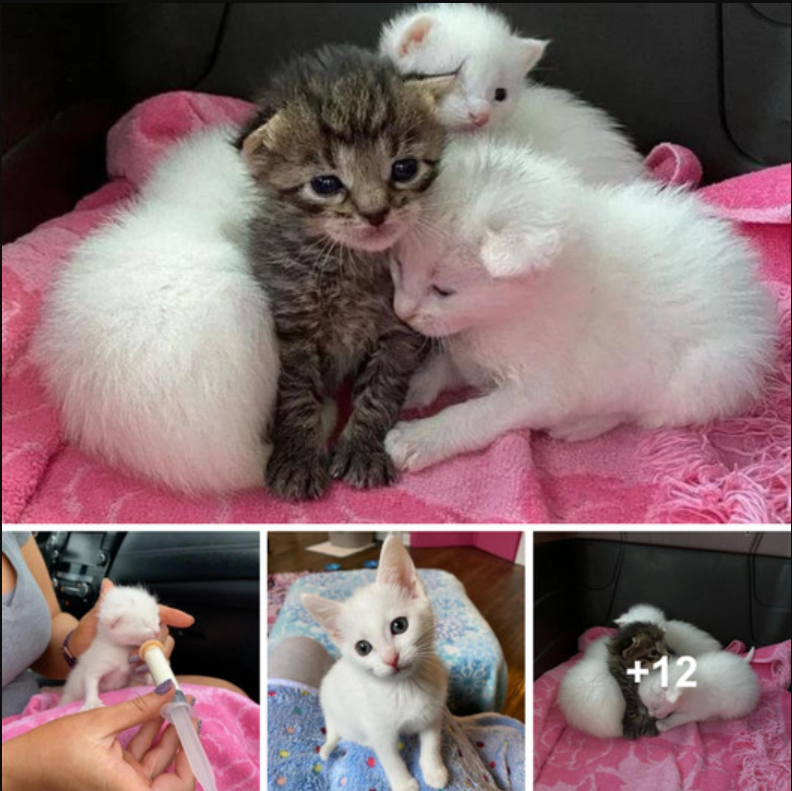 Tabby Kitten Nestles with Her Littermates Until Help Arrives, Now Living Everyday to the Fullest