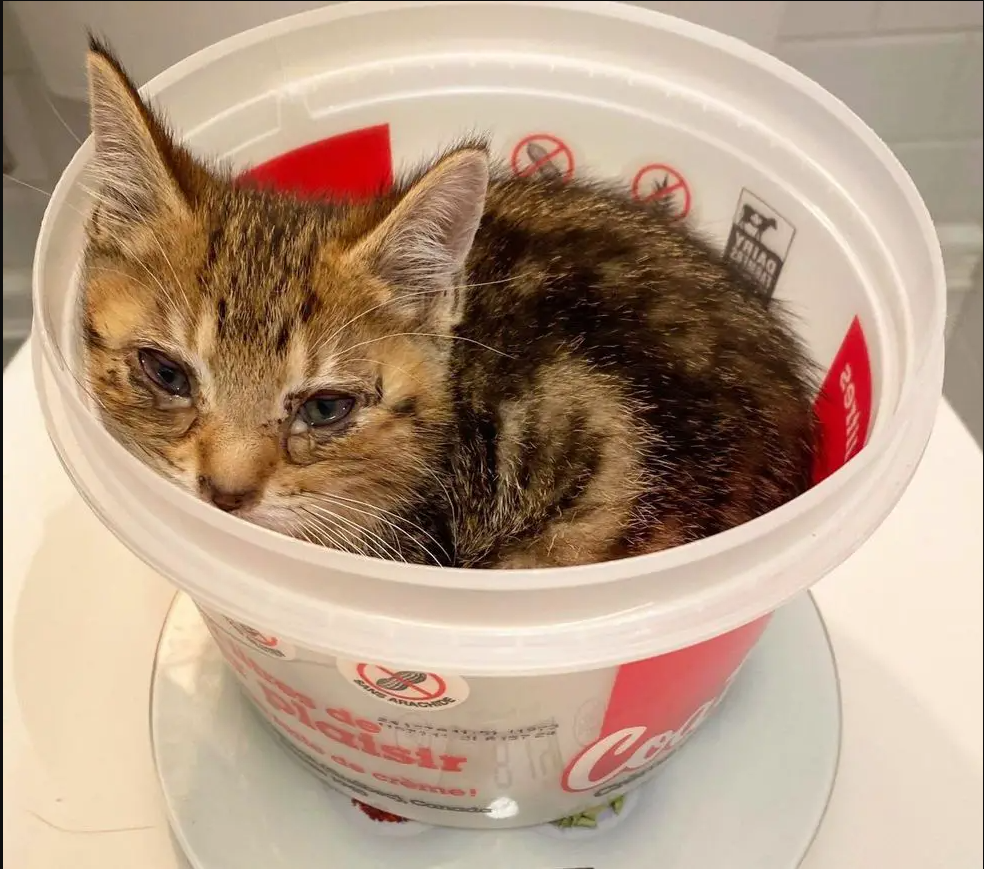 Driver Spots a Ball of Fur on the Road, Turns Out It’s a Kitten, In One Day His Life Completely Changes