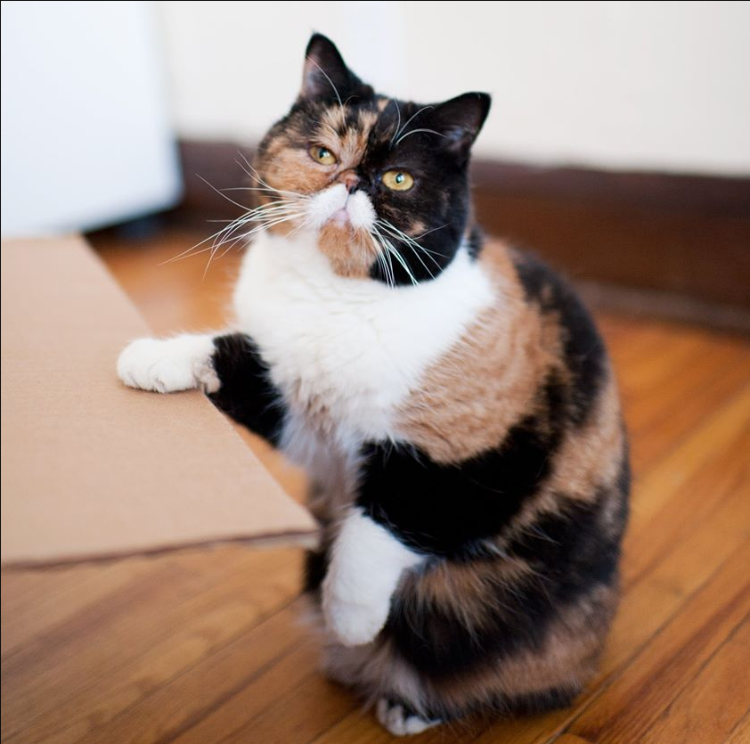 Meet the hunchbacked cat Pudge: The perfect combination of roundness and cuteness, enchanting the whole world.