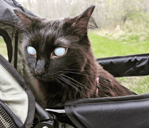 fluffy black blind and deaf cat corneal edema