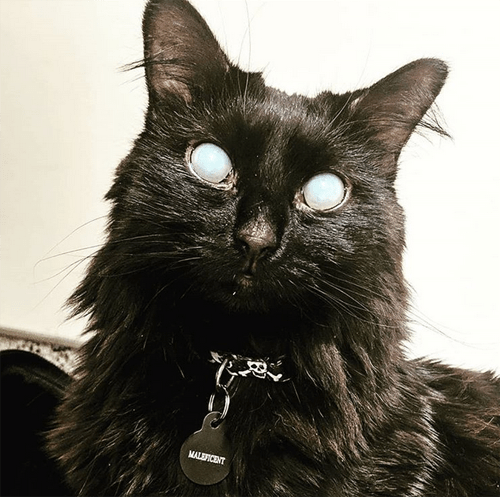 fluffy black blind and deaf cat corneal edema