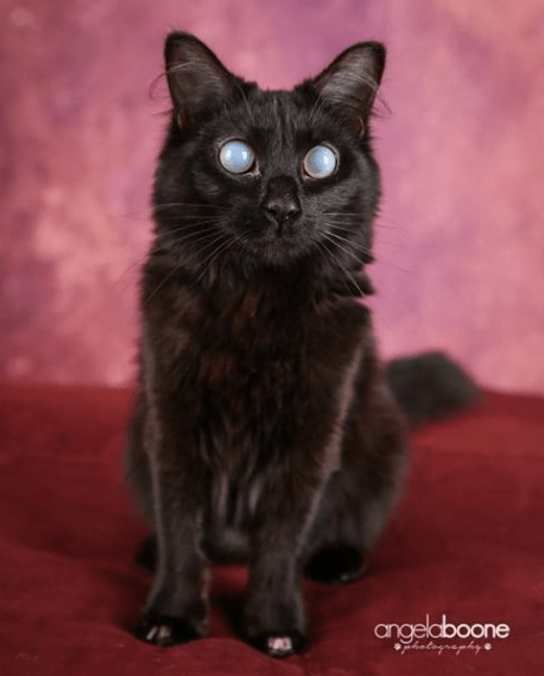 fluffy black blind and deaf cat corneal edema