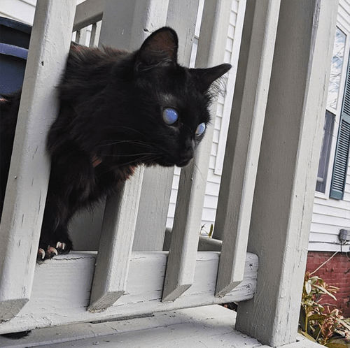 fluffy black blind and deaf cat corneal edema