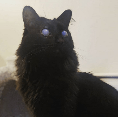 fluffy black blind and deaf cat corneal edema