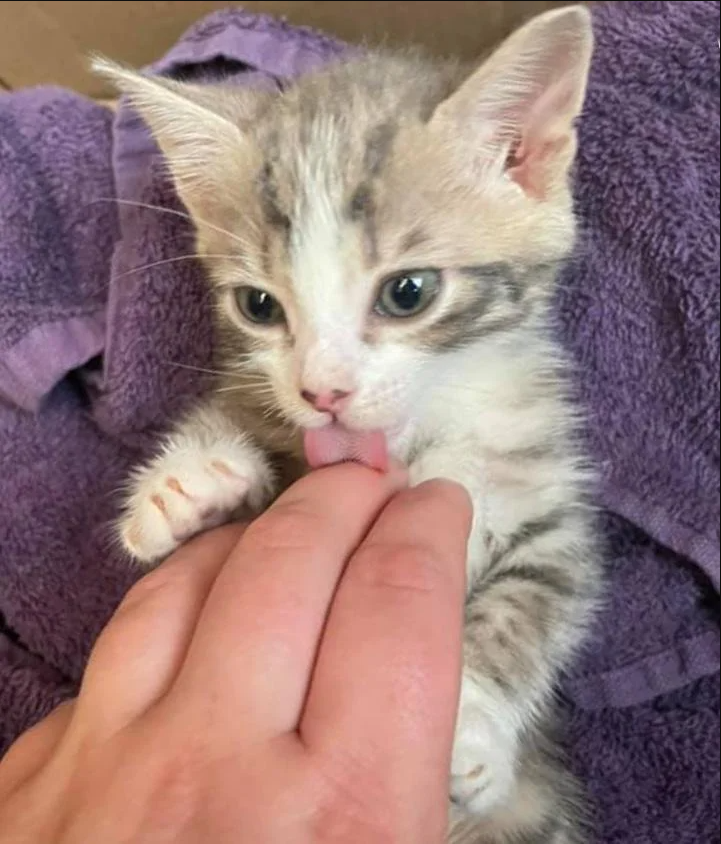 Couple Rescues Kittens from Bin During Stroll, Vows to Provide Help