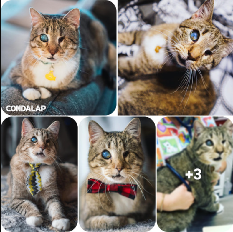 The One-Eyed Wonder: A Heartwarming Tale of a Rescued Blind Cat Finding His Forever Home