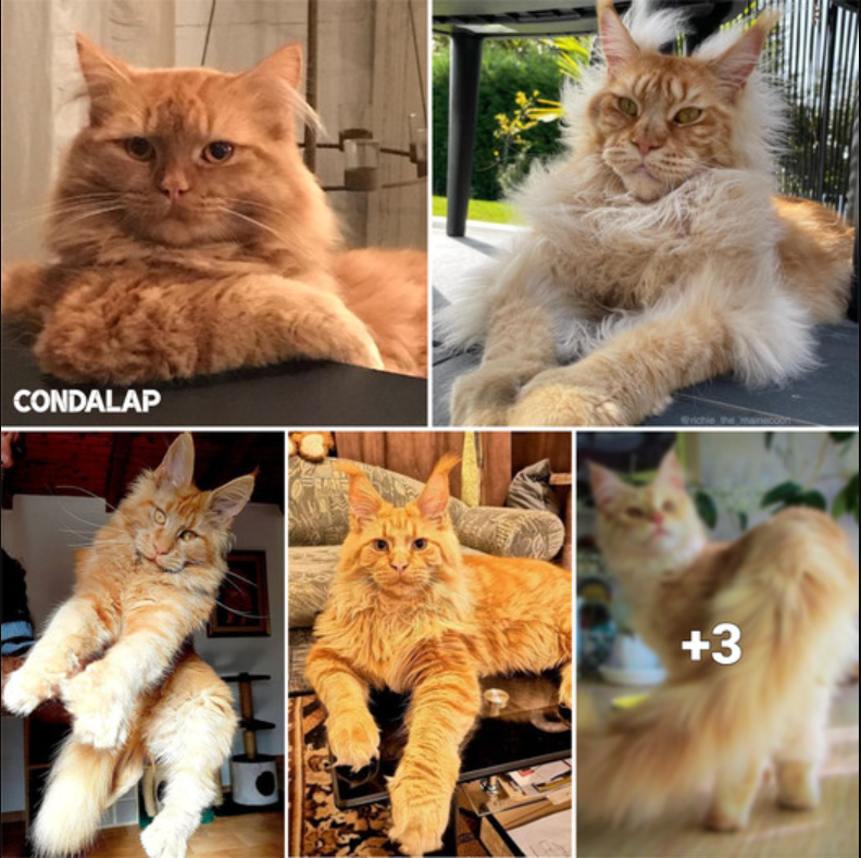 Majestic Maine Coons: A Collection of Magnificent Giants to Admire